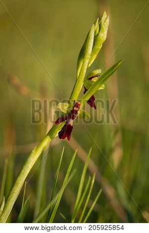 Fly Orchid, Ophrys insectifera, in Naturum Takern Sweden