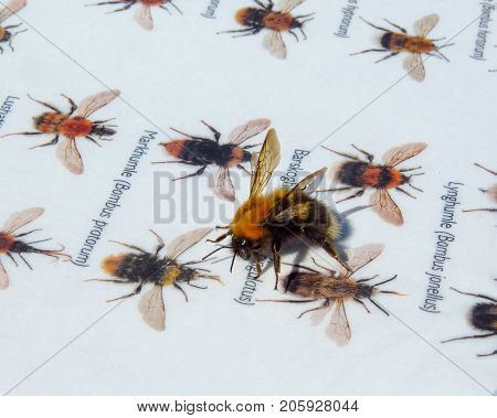 Who Am I... A Bumblebee Sitting On A Bumble Bee Identification Manual