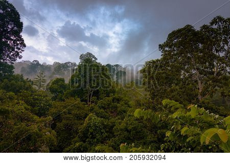 Canopy Walk In Sepilok, Sabah, the Malaysian part of Borneo. An early morning with fog. Rainforest trees. Picture taken from the high tower.