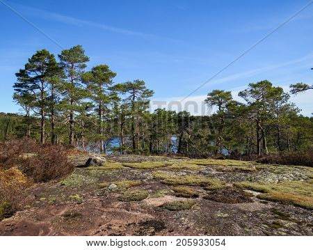 Pine forest trees and moss on the mountain base in Iveland, Norway