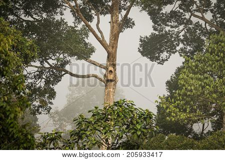 Birdhouse nesting box in the rainforest, trees and vegetation, Sab, ah, Borneo, Malaysia