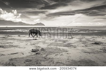 Bornean bearded pig Sus Barbatus on Bako national park beach searching for food in the sand, Kuching, Malaysia, Borneo, black and white version