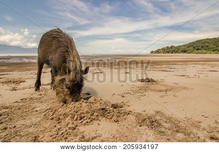 Bornean bearded pig Sus Barbatus on Bako national park beach searching for food in the sand, using its snout to dig for scallops. Kuching, Malaysia, Borneo