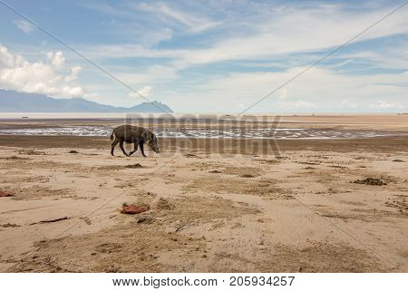 Bornean bearded pig Sus Barbatus on Bako national park beach searching for food in the sand, Kuching, Malaysia, Borneo