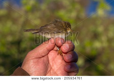 willow warbler, Phylloscopus trochilus, bird is held in a womans hand for ringing, or banding, in Jomfruland Bird Station Norway