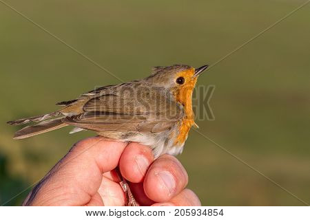 Robin, Erithacus rubecula, bird is held in a womans hand for ringing, or banding, in Jomfruland Bird Station Norway