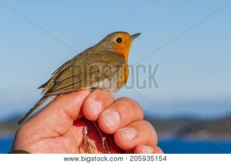 Robin, Erithacus rubecula, bird is held in a womans hand for ringing, or banding, in Jomfruland Bird Station Norway