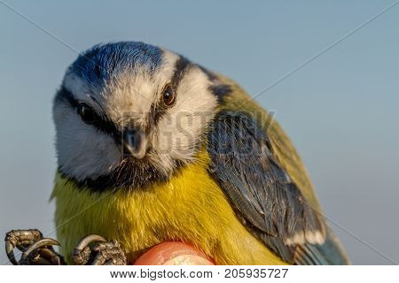 bird is held in a womans hand for ringing, or banding, in Jomfruland Bird Station Norway
