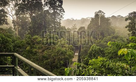 Canopy Walk In Sepilok, Sabah, the Malaysian part of Borneo. An early morning with fog. Rainforest trees. Picture taken from the high tower in the rain.