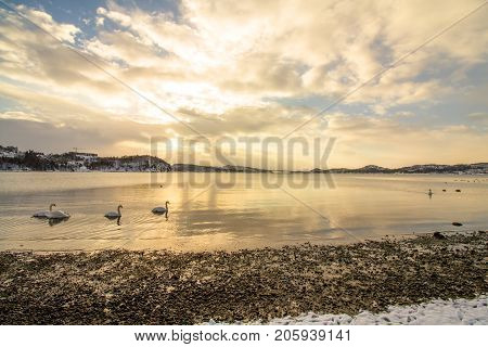 Mute swans - Cygnus olor - in the ocean at Hamresanden, Kristiansand, Norway. Hamresanden is a popular beach at summertime, but also a good bird location.