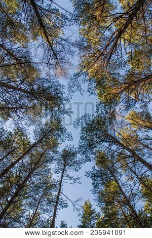 Pine wood tree tops and blue sky at Furulunden Mandal Norway