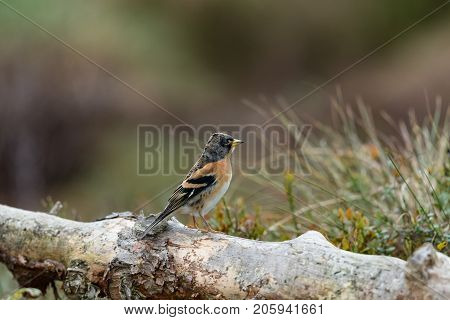 Brambling sitting on a dead, fallen tree