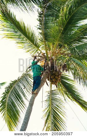black man on a palm tree chops off branches.