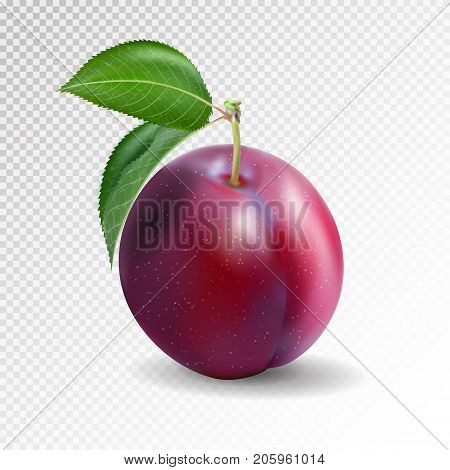 Red plum on a tranparent background. Quality realistic vector.