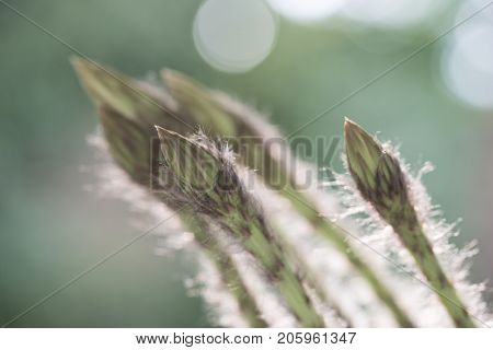 Echinopsis Subdenudata Buds