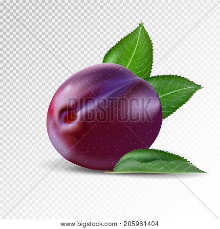 Fresh plum on transparent background. Realistic vector.