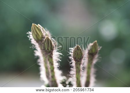 Echinopsis Subdenudata Buds