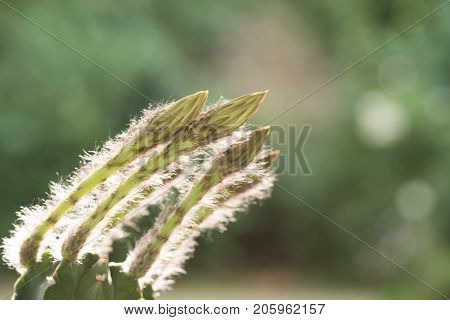 Echinopsis Subdenudata Buds