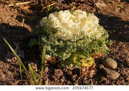 Decorative Cabbage