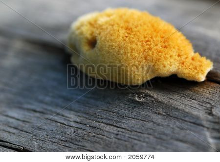 菌