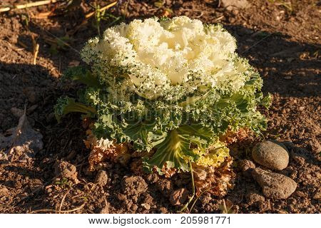 Decorative Cabbage