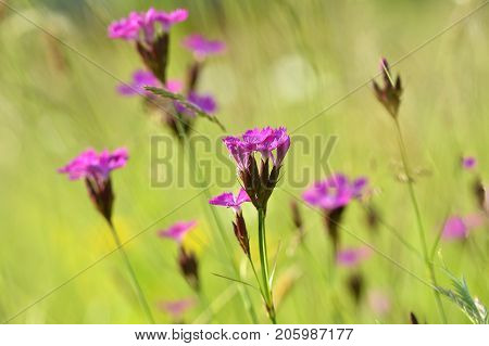 Wild flowersCarthusian Pink (Dianthus carthusianorum ). Natural outdoors  background