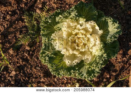 Decorative Cabbage