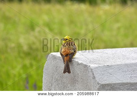 The Yellowhammer (Emberiza citrinella). Natural outdoors  background