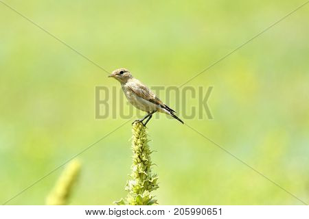 Northern Wheatear (Oenanthe oenanthe) in wild nature