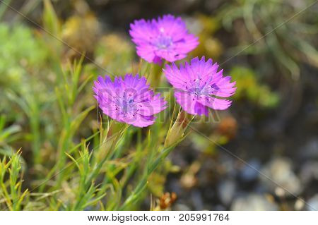 Pink Carnation (dianthus Carthusianorum) Flowers. Close Up.