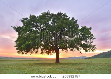 Beautiful and old Oak at the sunset. processed in Nik Color Efex Pro