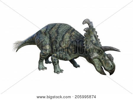 3D Rendering Dinosaur Albertaceratops On White