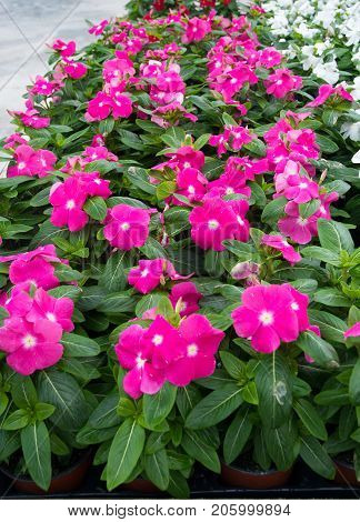 Impatiens Or Jewelweed