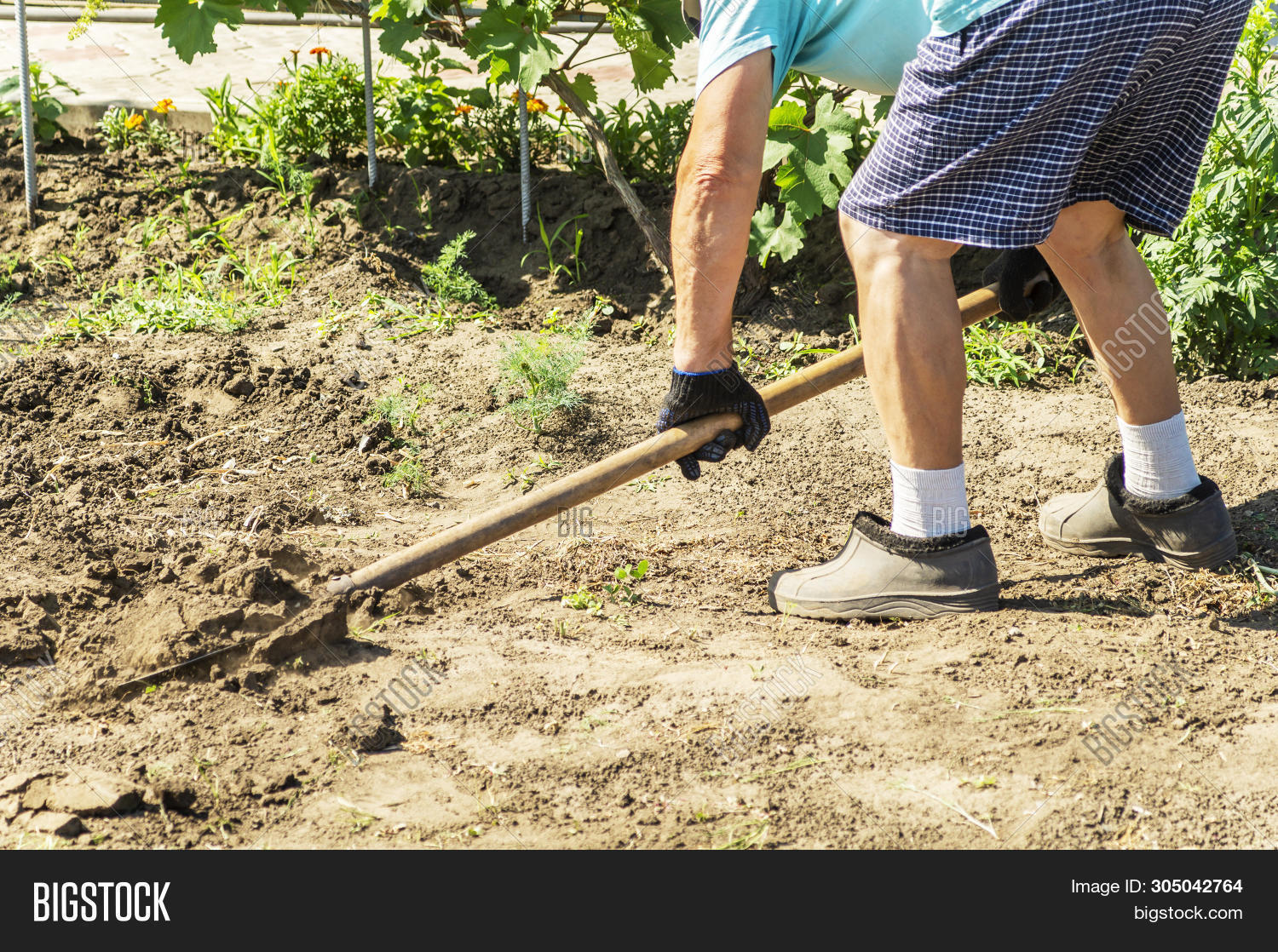 Spade Act Digging Into Image & Photo (Free Trial) Bigstock