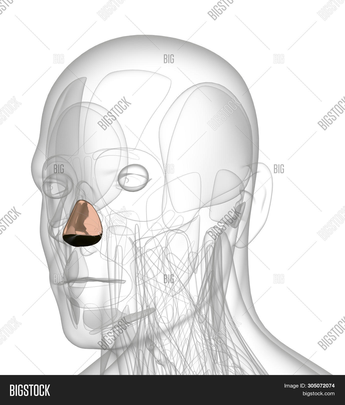 3d Rendering Medical Image & Photo (Free Trial) Bigstock