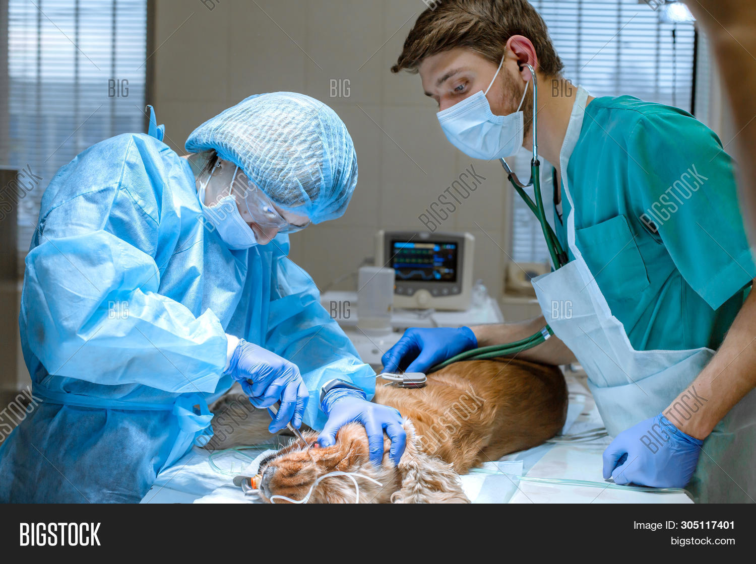Veterinary Dentistry. Image & Photo (Free Trial) Bigstock