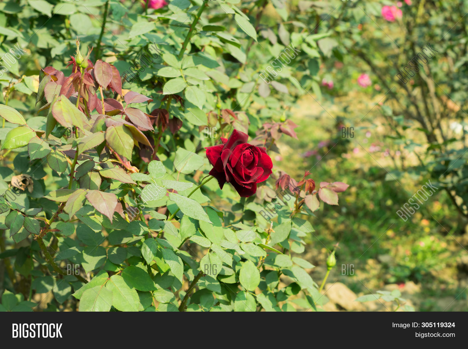 Red Rose Genus Rosa Image & Photo (Free Trial) Bigstock