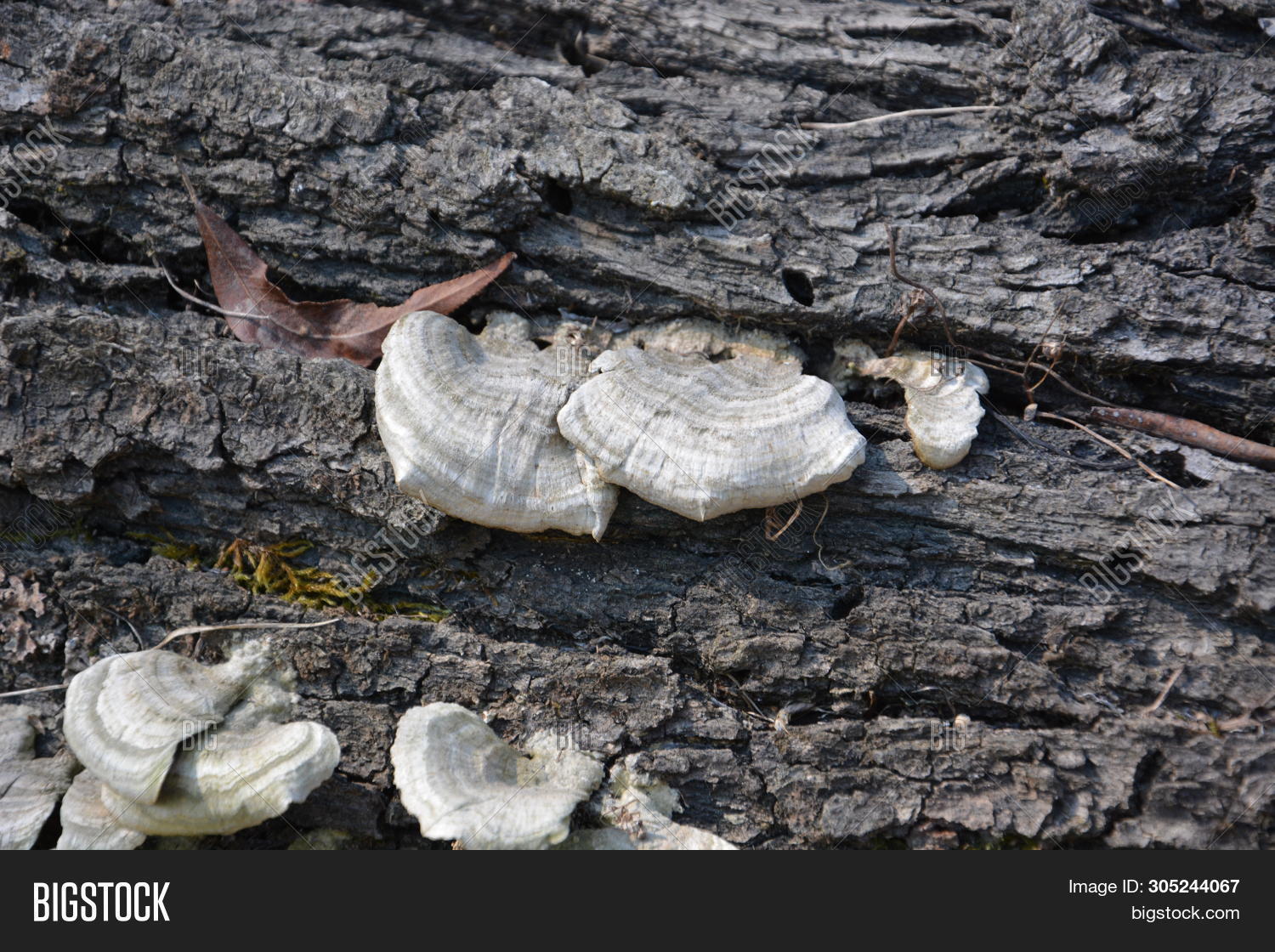 Brown White Mushrooms Image & Photo (Free Trial) Bigstock