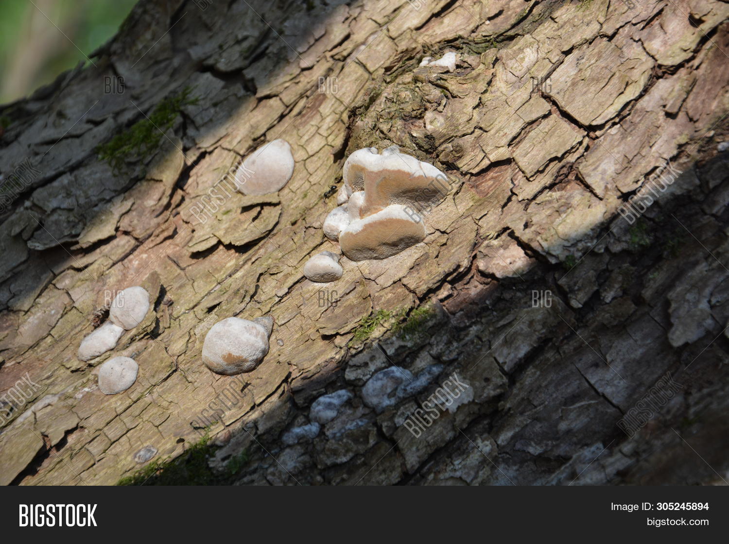 Brown White Mushrooms Image & Photo (Free Trial) Bigstock