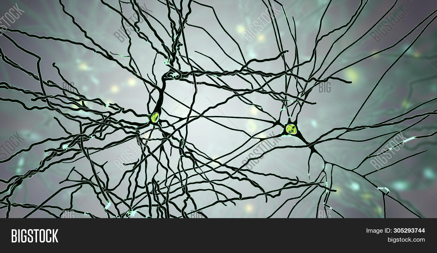 Pyramidal Neurons, Image & Photo (Free Trial) | Bigstock