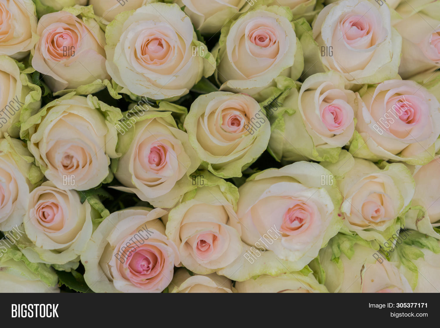 Beige Roses Background Image & Photo (Free Trial) Bigstock
