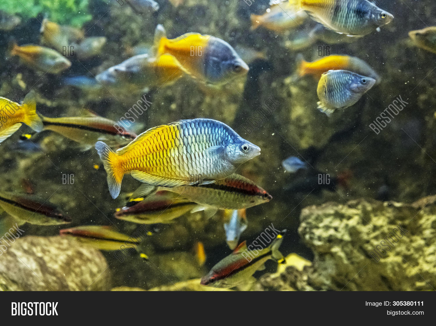 Boeseman&rsquo;s Rainbowfish Image & Photo (Free Trial) | Bigstock