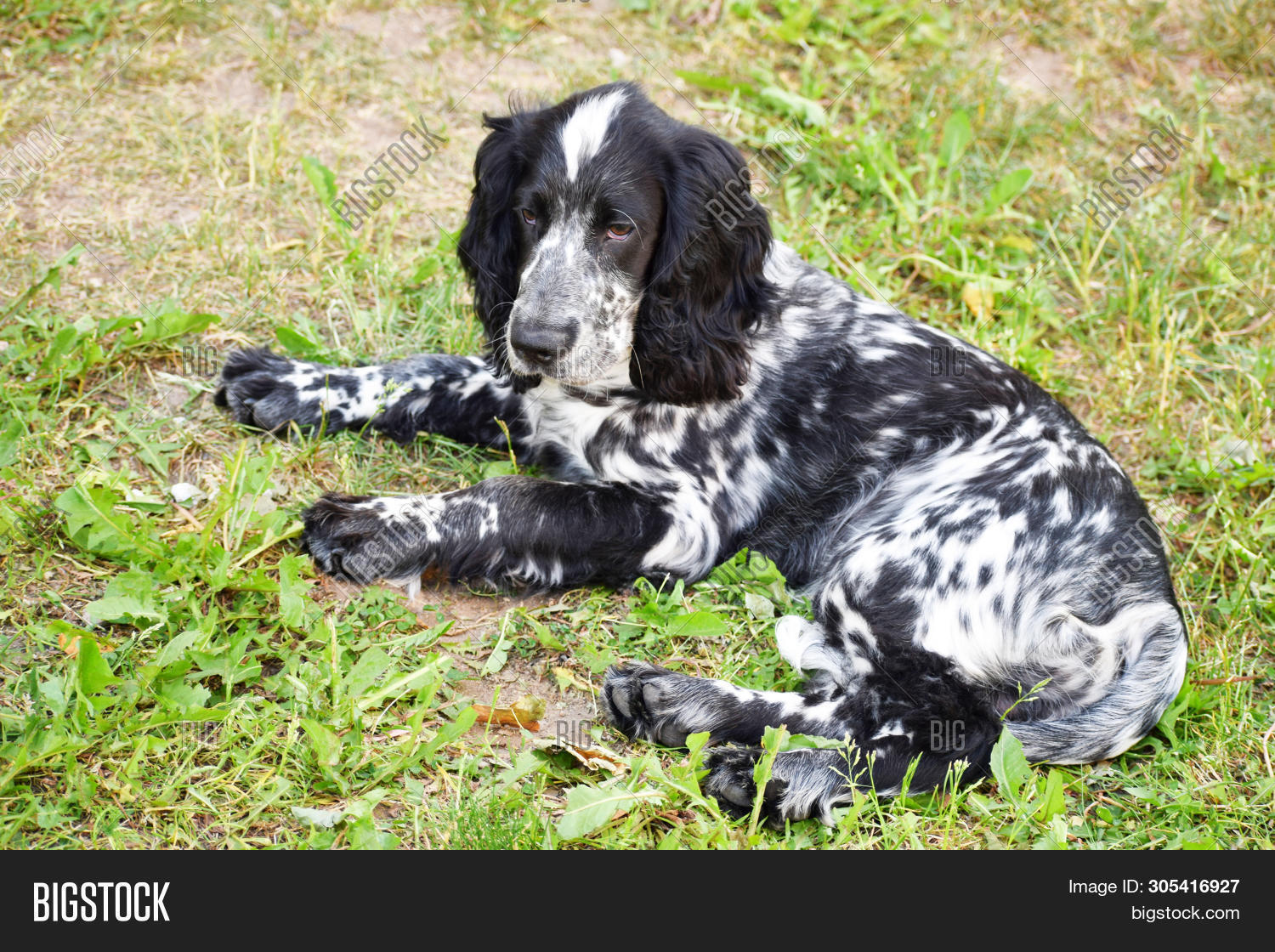 black and white bird dog