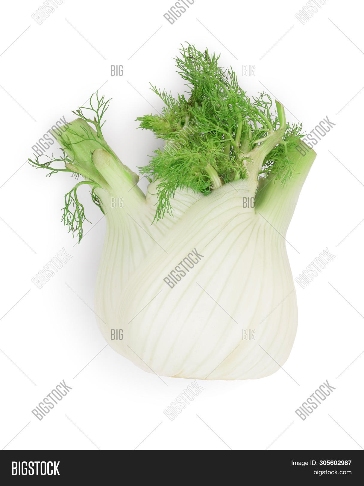 Fennel Bulb. Single Image & Photo (Free Trial) Bigstock
