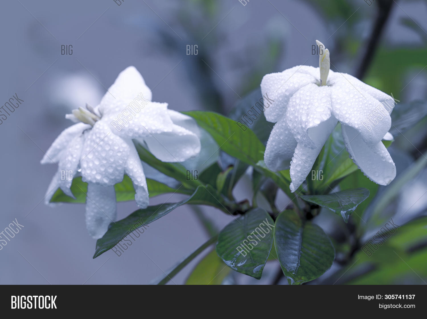 Closeup Fresh Gardenia Image & Photo (Free Trial) Bigstock