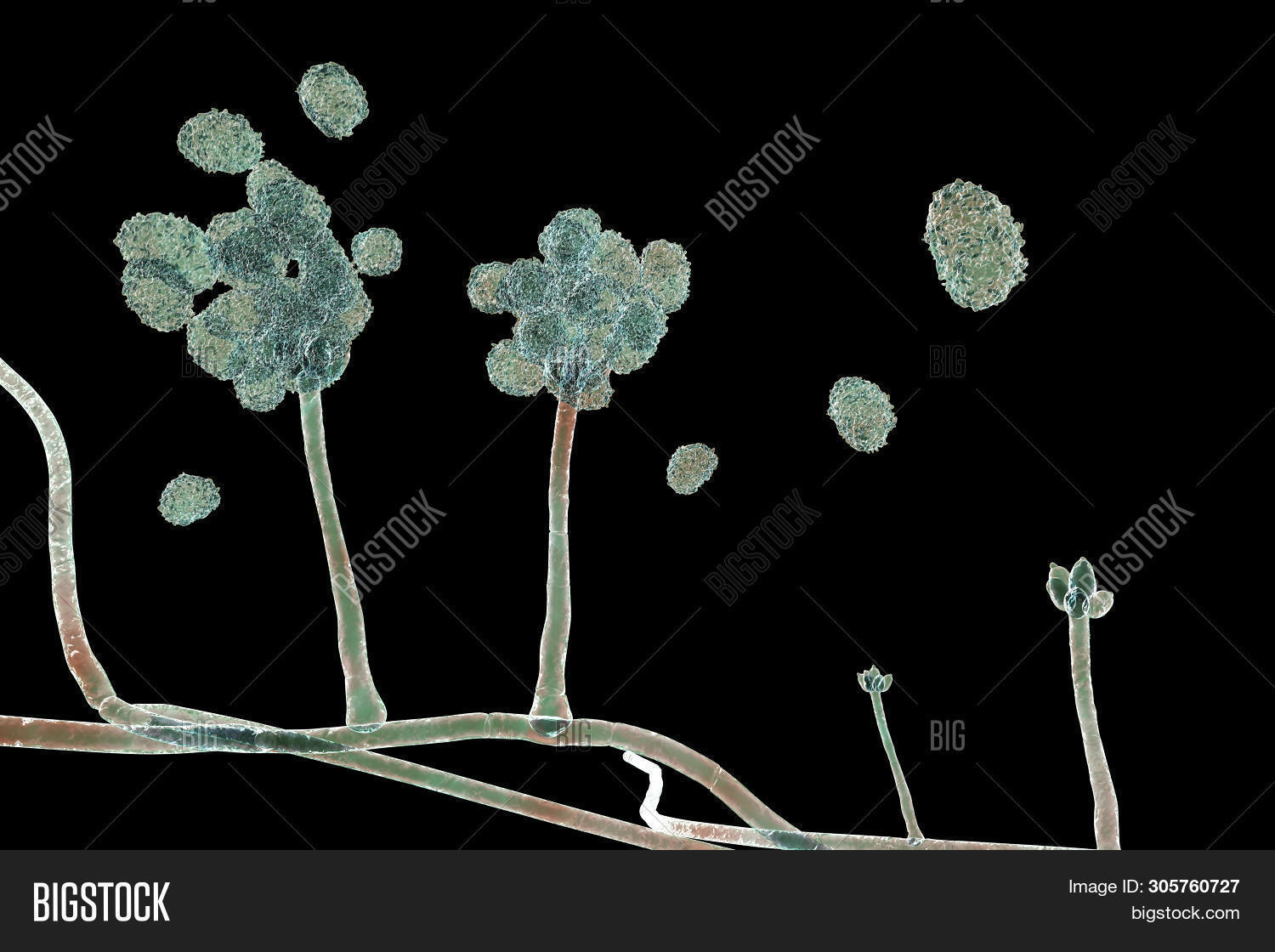 Stachybotrys Chartarum Image & Photo (Free Trial) | Bigstock