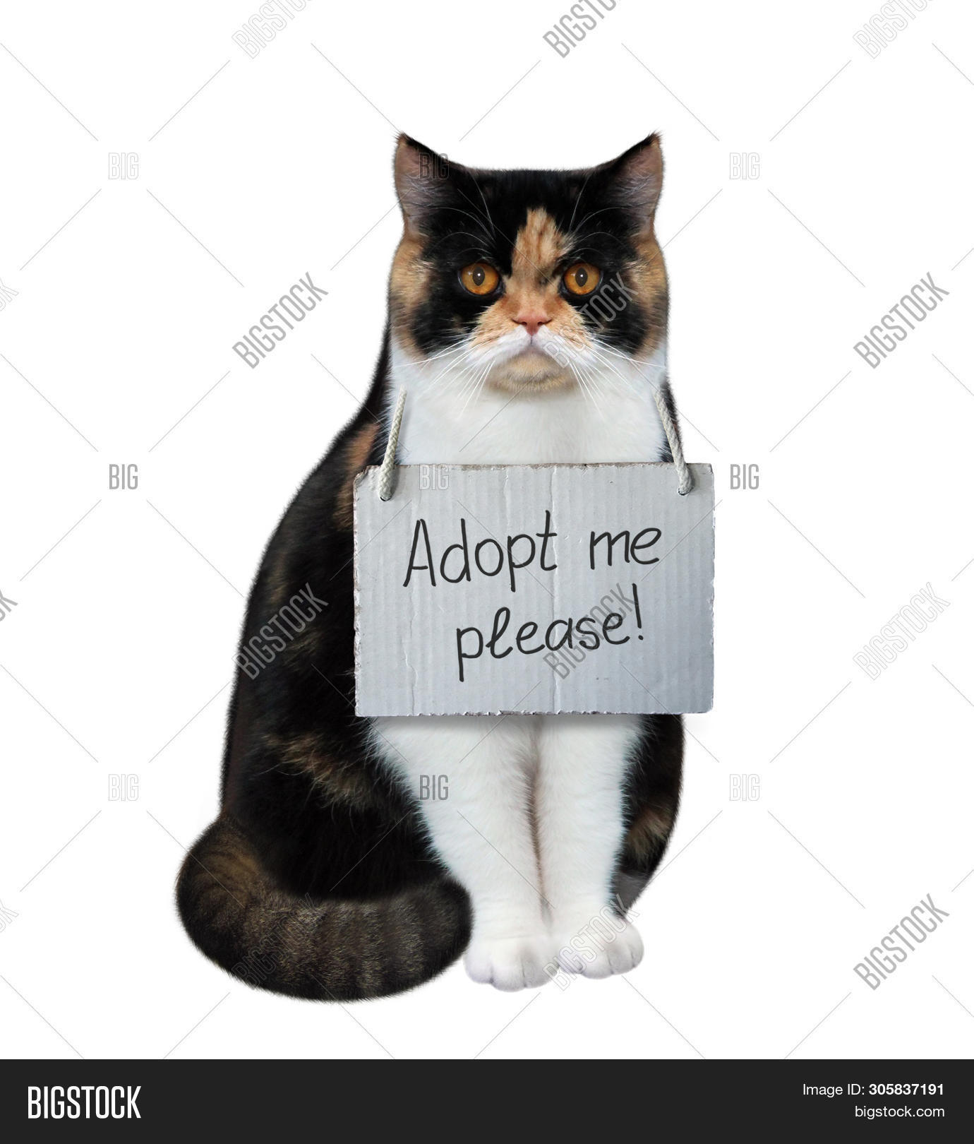 Homeless Cat Sign Image & Photo (Free Trial) Bigstock