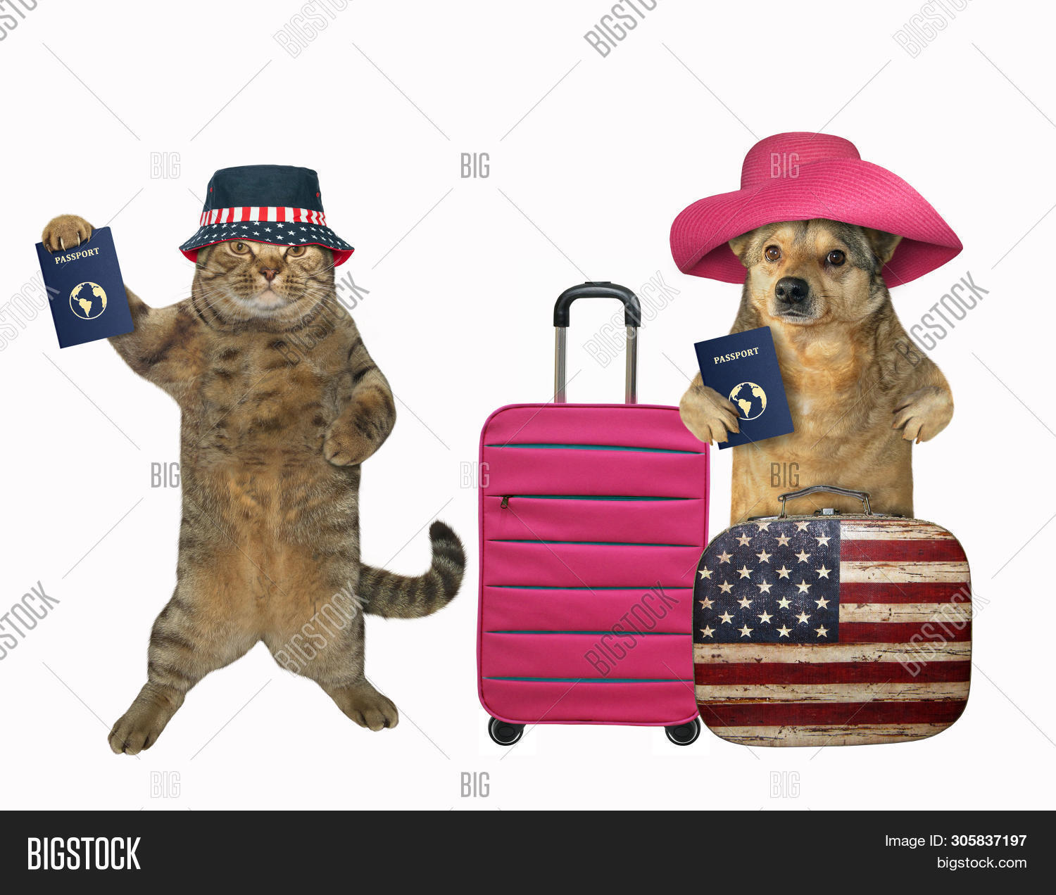Do Dogs Need Passports To Travel Internationally