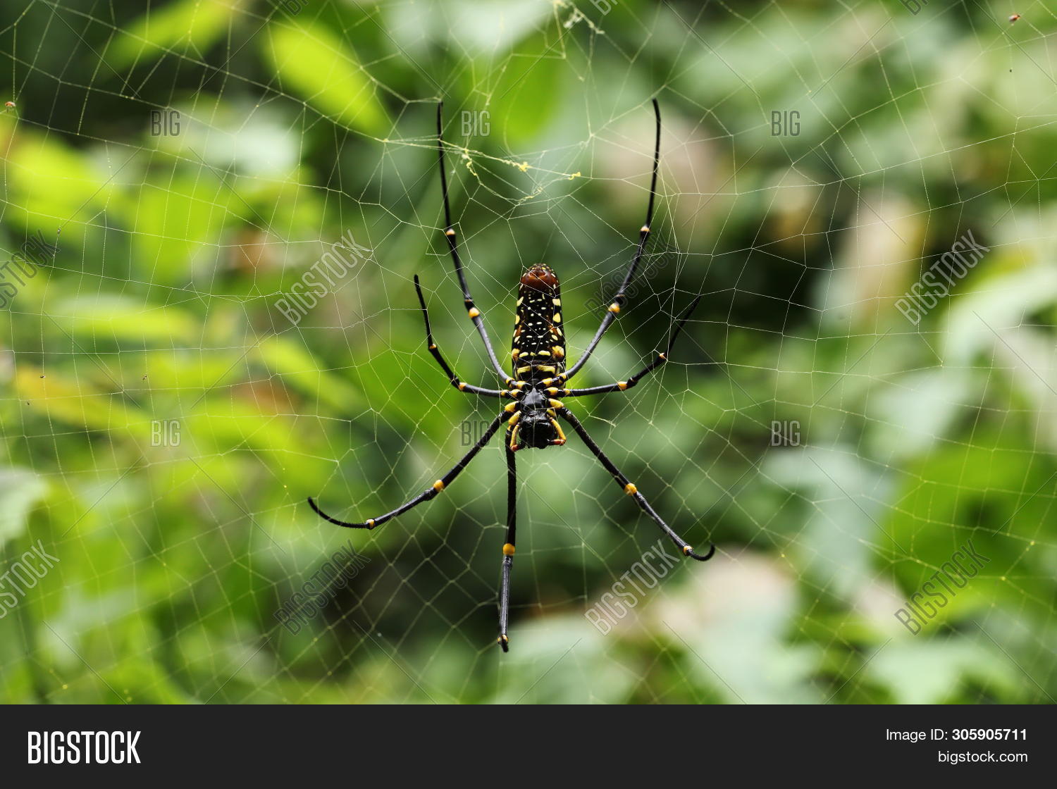 spider climbing web