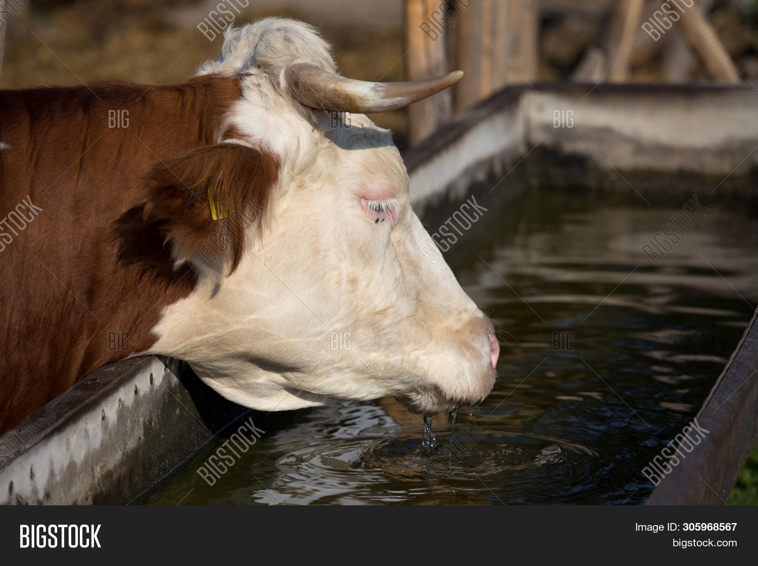 Cow Drinking Water Image & Photo (Free Trial) Bigstock